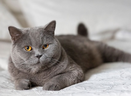 suivi personnalise chat