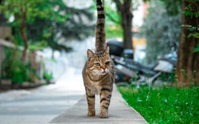 Pourquoi un chat remue la queue : comprendre les signaux de votre félin
