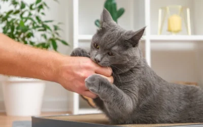 Chat qui mord : comprendre, prévenir et apaiser ce comportement