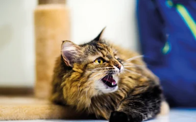 Chat agressif : guide complet pour comprendre, apaiser et prévenir