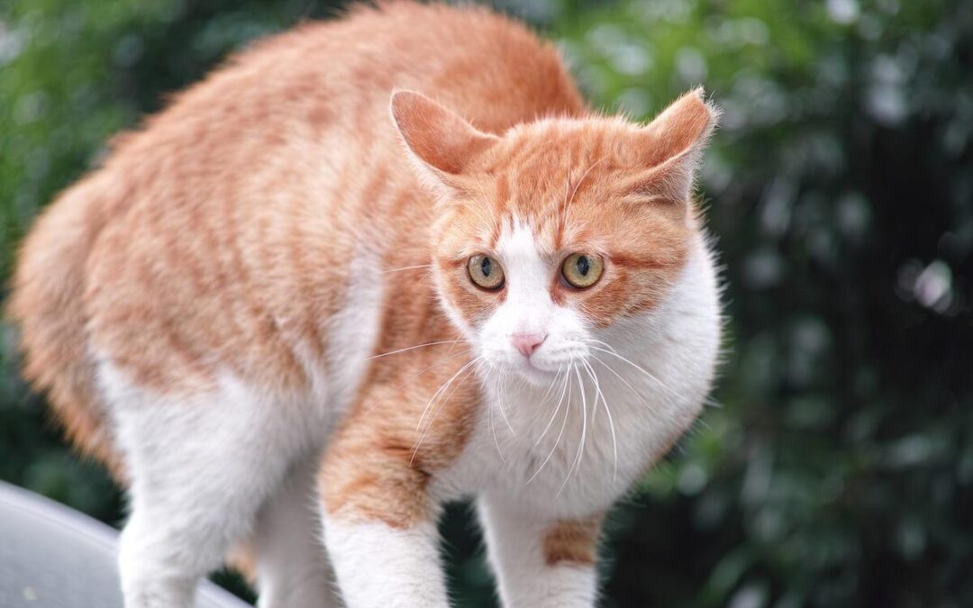 Chat stressé : repères fiables pour apaiser votre félin rapidement