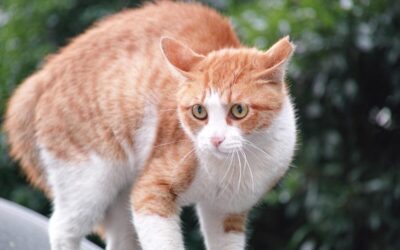 Chat stressé : repères fiables pour apaiser votre félin rapidement