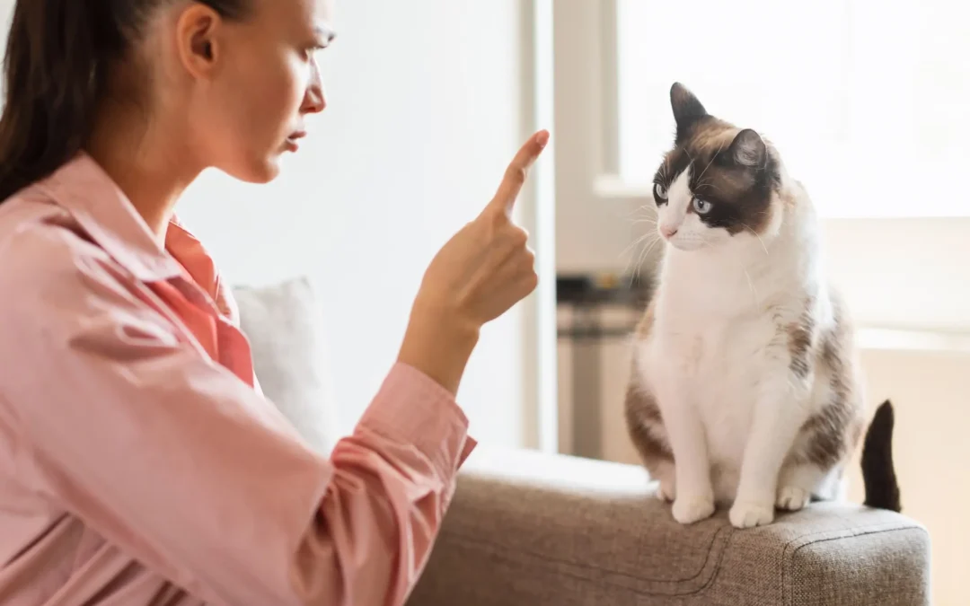 Punir chat : que faire vraiment, sans abîmer votre relation