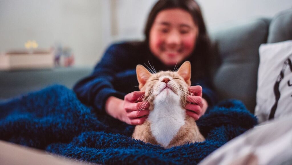 comment-savoir-si-mon-chat-est-heureux