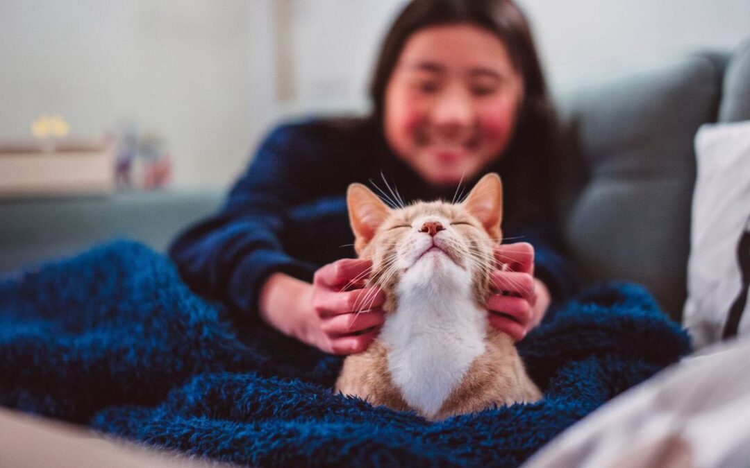 Comment savoir si mon chat est heureux : guide complet pour décrypter son bien-être