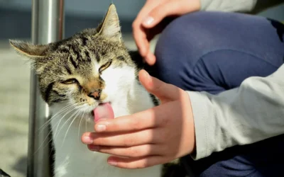 Pourquoi mon chat me lèche : sens, causes possibles et solutions concrètes
