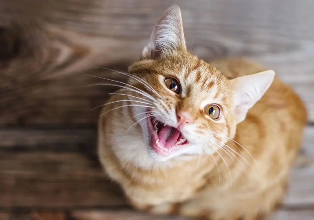 pourquoi-mon-chat-miaule-tout-le-temps