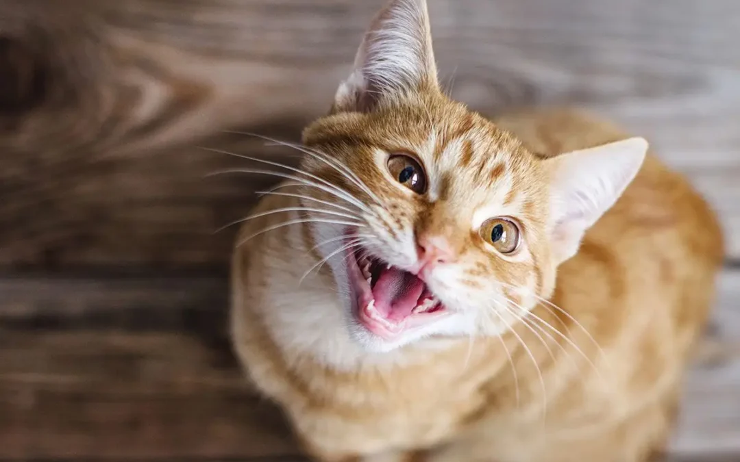 Pourquoi mon chat miaule tout le temps : causes, solutions et conseils