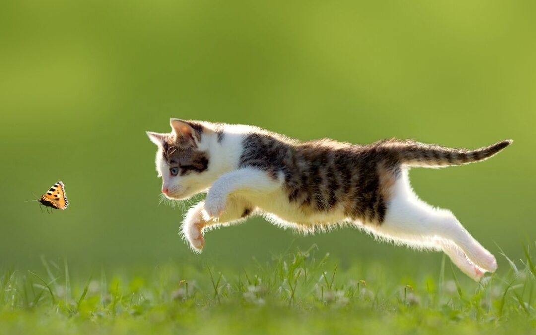 Comment voit un chat : ce que votre félin perçoit vraiment (et ce que cela change pour vous)