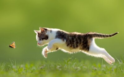 Comment voit un chat : ce que votre félin perçoit vraiment (et ce que cela change pour vous)