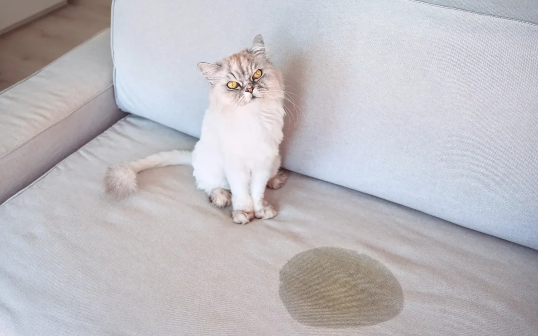 Pourquoi mon chat fait pipi partout : comprendre et résoudre ce comportement