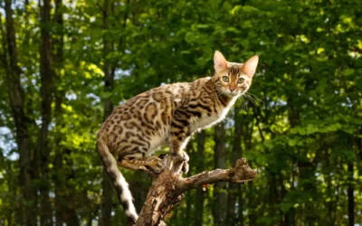 Poids chat adulte : repères fiables, méthodes de suivi et plan d’action