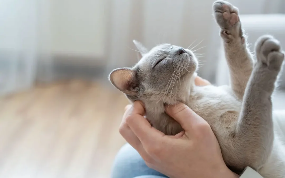 Pourquoi les chats ronronnent : comprendre ce langage félin mystérieux