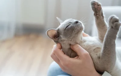 Pourquoi les chats ronronnent : comprendre ce langage félin mystérieux