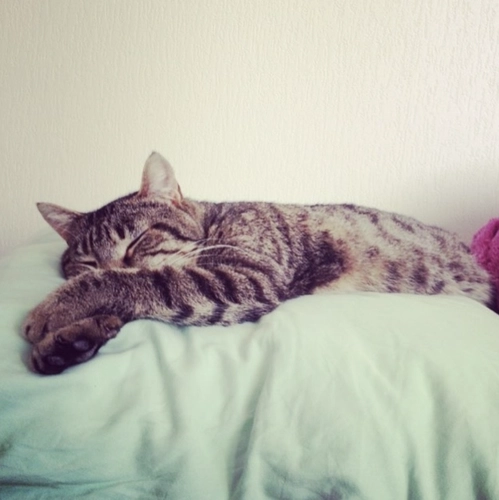 Comportements gênants chats