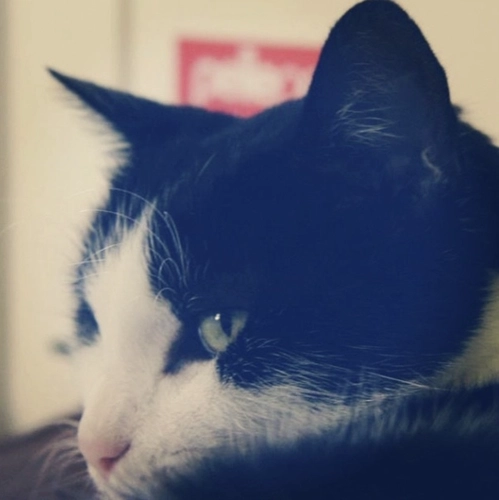 Comportementalisme félin