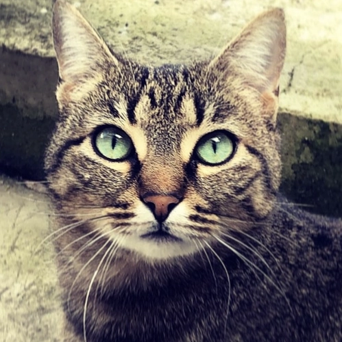 problème chat comportementaliste