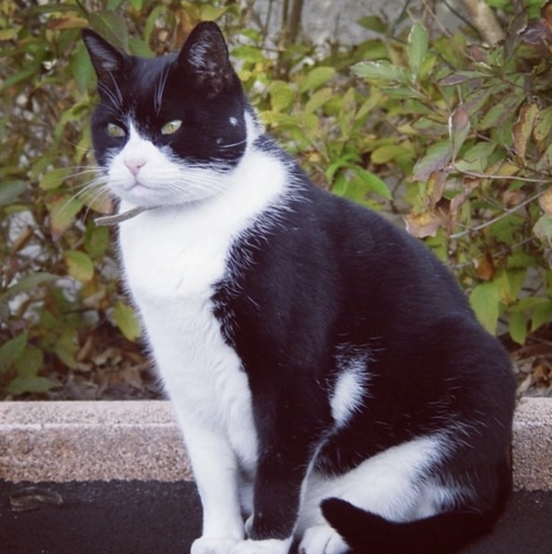 Comportementaliste félin