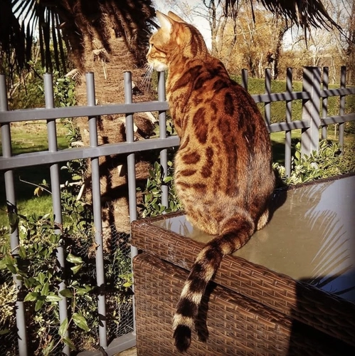 Comportementalisme félin