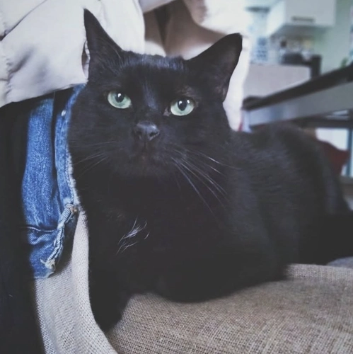 consultation comportementaliste