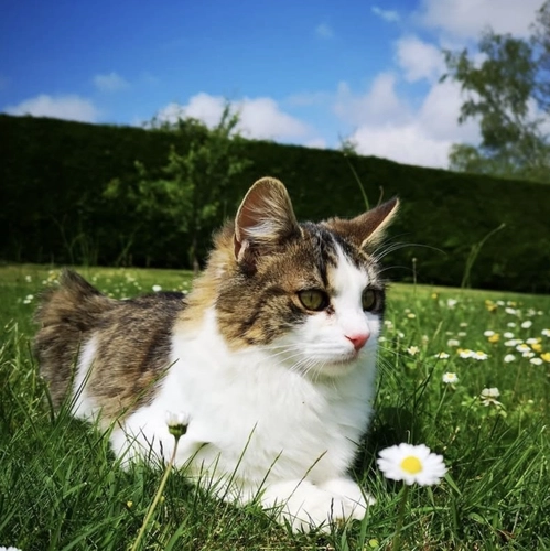 probleme genant chat comportementaliste