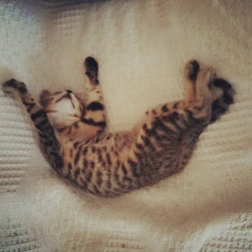 Comportementaliste chat